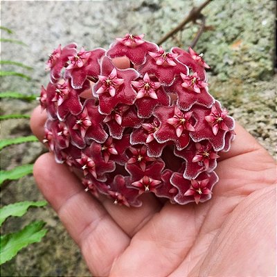 Suculenta Hoya kerii - Flor de Cera Vermelha - Vaso 10