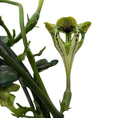 Planta Ceropegia sandersonii - Ad