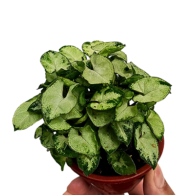 Planta Syngonium mini pixie