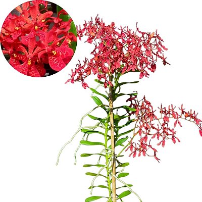 Orquídea Renanthera coccínea - Ad