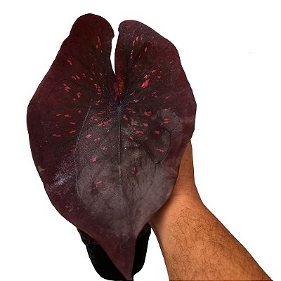 Caladium Mamba Negra - 30cm