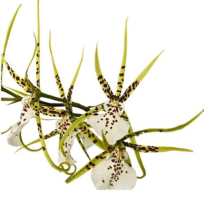 Orquídea Brassia híbrida - AD