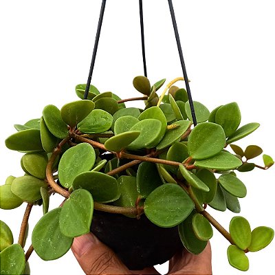 Suculenta Peperômia pecunifolia