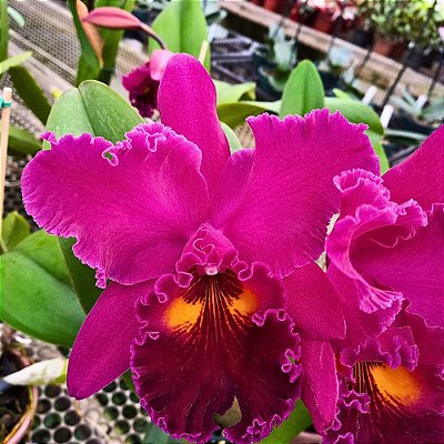 Orquídea Blc. Chia Lin x Blc. Sanyung Ruby - Ad