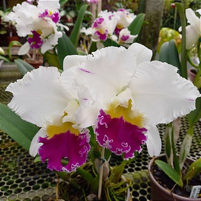Orquídea Blc. Mikie Nagata - AD
