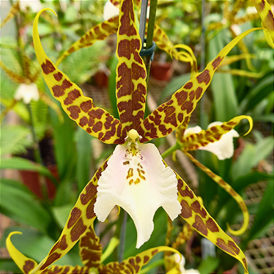 Orquídea Miltassia Natalia - Ad