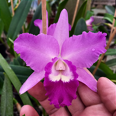 Orquídea Lc. City Cana - Adulta