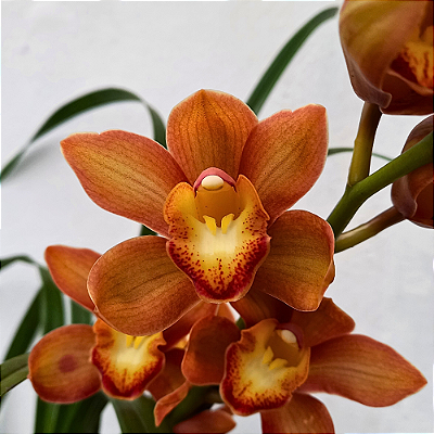 Orquídea Cymbidium Abóbora - AD