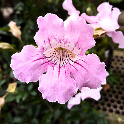 Planta Sete-Léguas (Podranea ricasoliana)