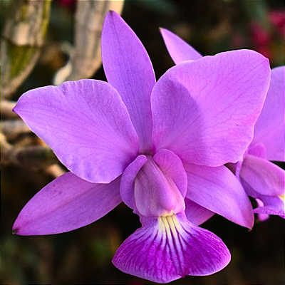 Orquídea Cattleya walkeriana - Ad