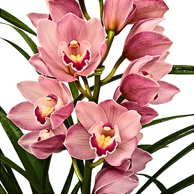 Orquídea Cymbidium Rosa N.01 - AD