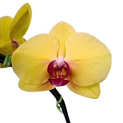 Orquídea Phalaenopsis Amarela n.01