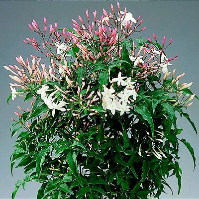 Planta Jasmim‑dos‑Poetas - Jasminum polyanthum - Adulta