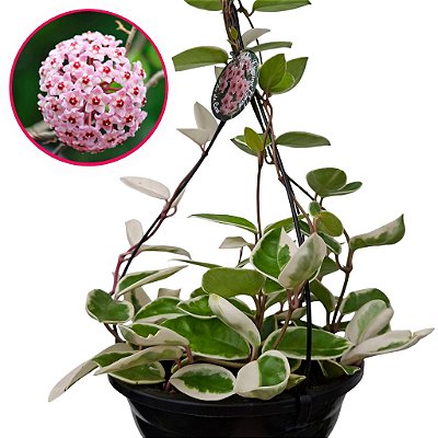Suculenta Hoya Krimson Queem - Flor de Cera