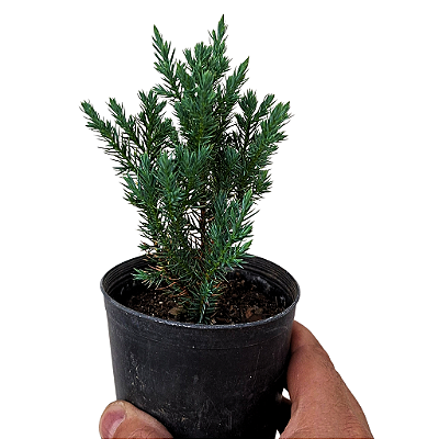 Tuia stricta - Juniperus chinensis - 10-12cm