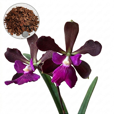 Kit Encyclia Atropurpurea + Vaso + Substrato Especial