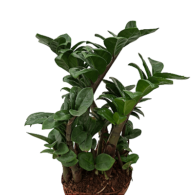 Zamioculca "Zenzi" - 35cm