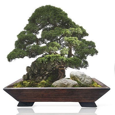 Vaso retangular 44cm p/ Bonsai, suporte plantas jardim de suculentas ZR26