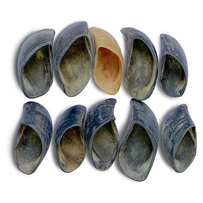 Kit com 10 mordedores de cascos bovinos desidratados 100% naturais