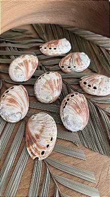Abalone