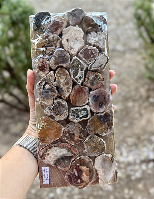 Petrified Wood (Madeira Cristalizada)