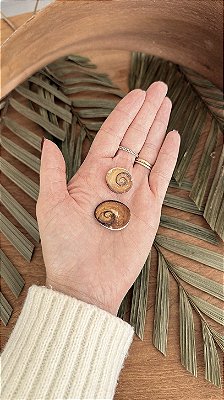 Shiva Shell Bruta