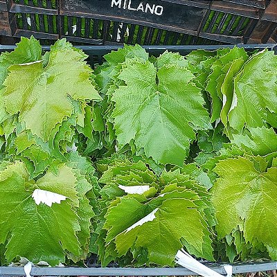 Folhas de Uva - Embalagem 2 Kg