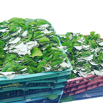 FOLHAS DE UVA - Embalagem 3Kg