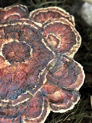 Prato de bolo de Cogumelos com pé