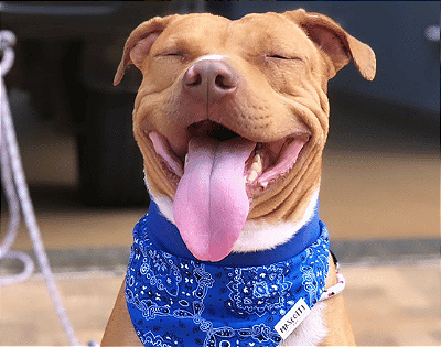 Bandanas e Colarinhos