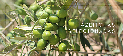 Azeitonas selecionadas