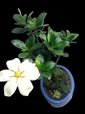 Bonsai Jasmin Anão