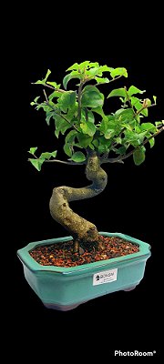 Bonsai Ligustrum 10 anosligustro (Ligustrum lucidum) é uma árvore originária da China, muito usada em arborização urbana em São Paulo e outras cidades no sul e sudeste do Brasil.