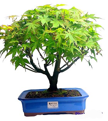 Bonsai Acer Palmatum