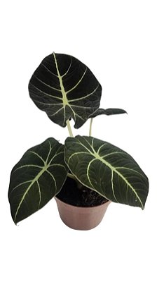Alocásia Red Velvet Planta Natural