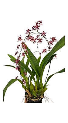 Orquídea Chocolate Oncidium Sharry Baby Planta Adulta