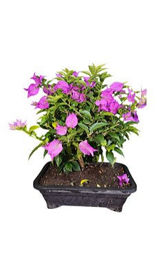 Bonsai Primavera Bougainvillea 12 Anos