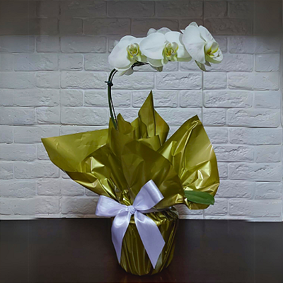 Orquídea Phalaenopsis Branca