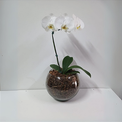 Orquídea Phalaenopsis Branca no Vidro
