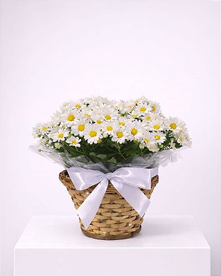 Margaridas Brancas Harmonia Natural