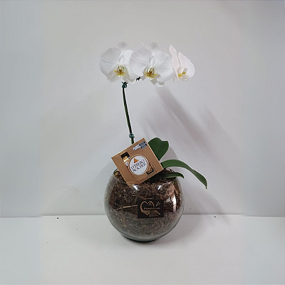 Orquídea Phalaenopsis Branca no Vidro com Ferrero Rocher 04 Uni