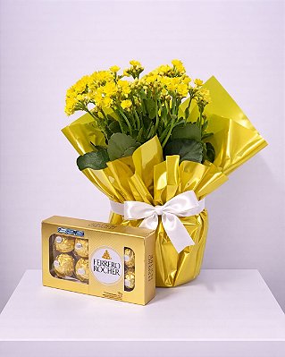 Combo Kalanchoe Amarela Encanto Dourado