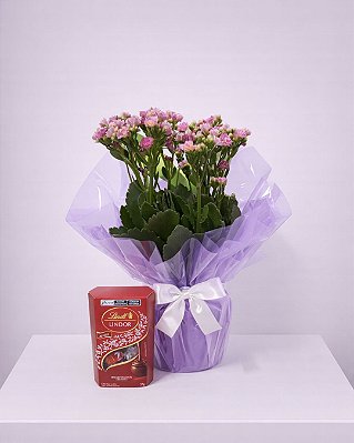 Combo Kalanchoe Rosa Doce Presença