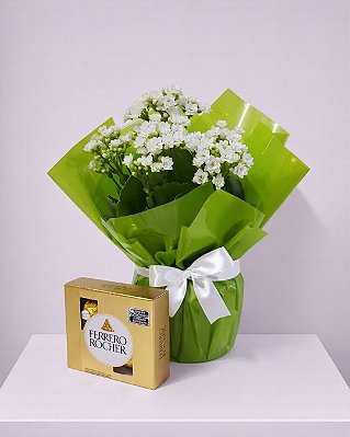 Combo Kalanchoe Branca Harmonia Dourada