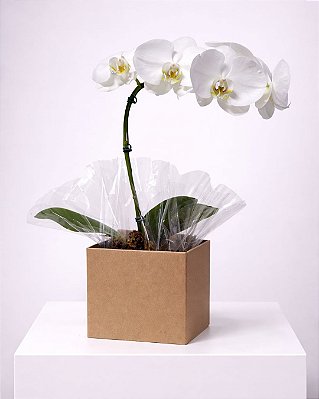 Orquídea Branca Clássica