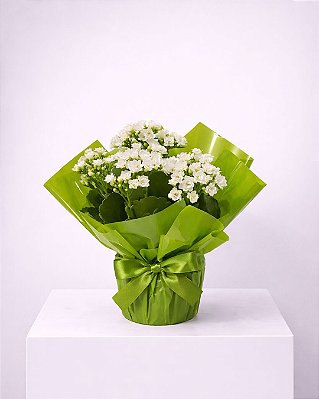 Kalanchoe Branca Delicata