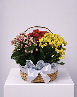 Cesta Kalanchoe Tons Vibrantes