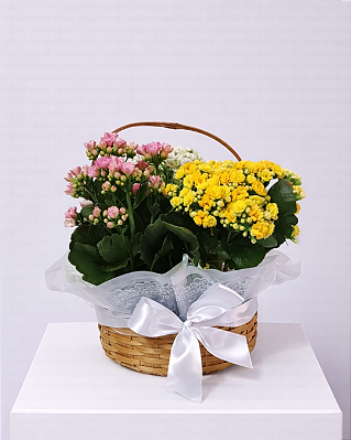 Cesta Kalanchoe Tons Suaves