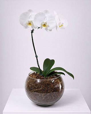 Orquídea Branca Essência de Elegância