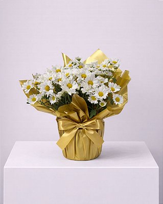 Mini Margarida Branca Delicata